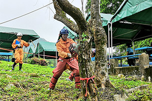 Clearance of fallen tree